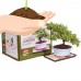 Brussel's Green Mound Juniper Bonsai Kit (Outdoor) Not Available in California   567271343